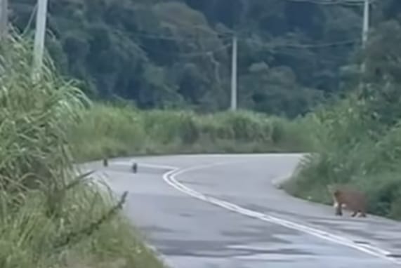  Onça-parda e filhotes são flagrados em rodovia em Itupeva